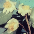 Camellia taliensis